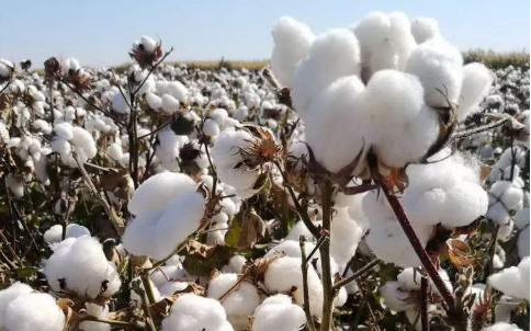 棉花的傳奇人生，棉花期貨的光明！
