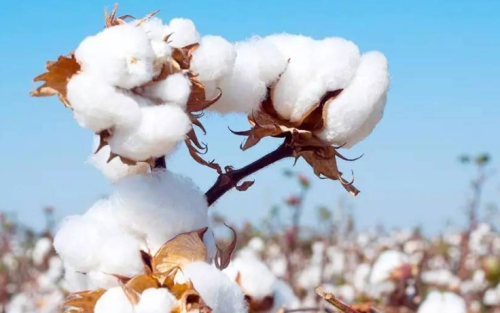 棉花期貨波動(dòng)受哪些因素影響？棉花