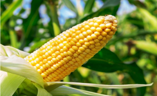 玉米期貨行情漲跌的原因？行情分析