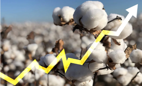 棉花期貨k線(xiàn)在哪里看？棉花期貨的特