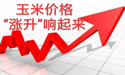 做玉米期貨盈利難嗎？玉米期貨漲5