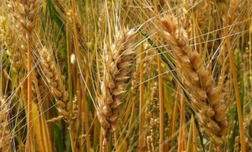 普麥期貨一個點可以盈利多少錢？