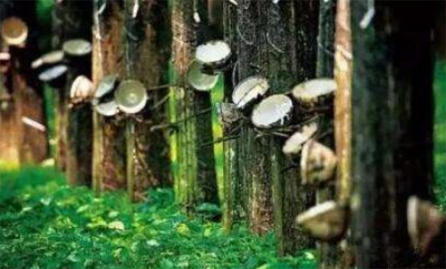 天然橡膠期貨波動金額大不大？