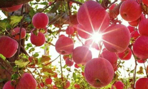 一手蘋果期貨的交易成本是多少？在