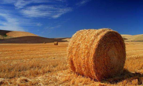 影響普麥期貨價格的因素有哪些？期