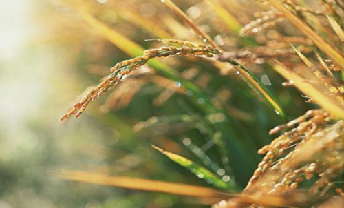 新手投資做粳稻期貨風(fēng)險大嗎？粳稻